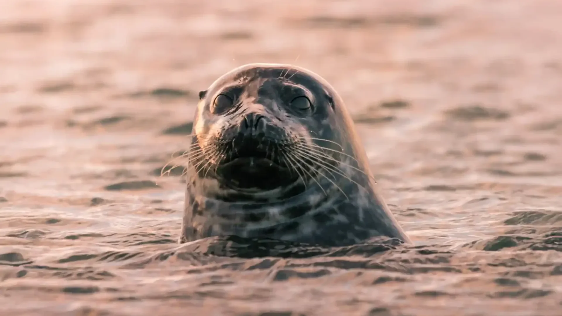 Ytri Tunga Seal Beach → Borgarnes → Reykjavík